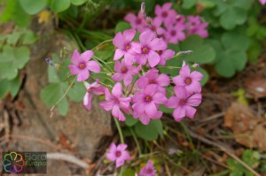 oxalis articulata